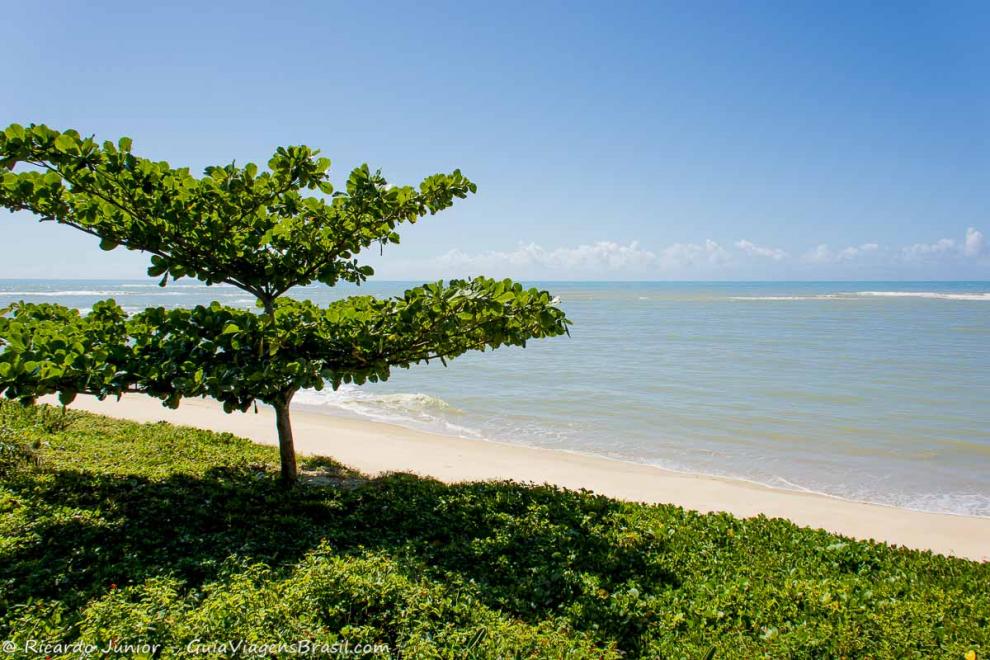 Imagem da vegetação rasteira da Praia de Itapororoca.